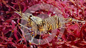 Palaemon elegansÂ rockpool shrimp underwater